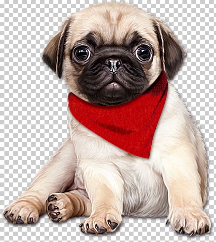 Pug English Mastiff Puppy PNG, Clipart, Animals, Carnivoran, Cartoon Couple, Cartoon Eyes, Companion Dog Free PNG Download