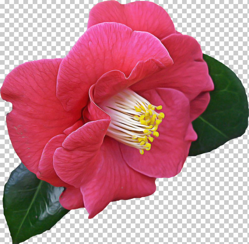 Flower Petal Plant Pink Japanese Camellia PNG, Clipart, Camellia, Flower, Japanese Camellia, Magenta, Perennial Plant Free PNG Download