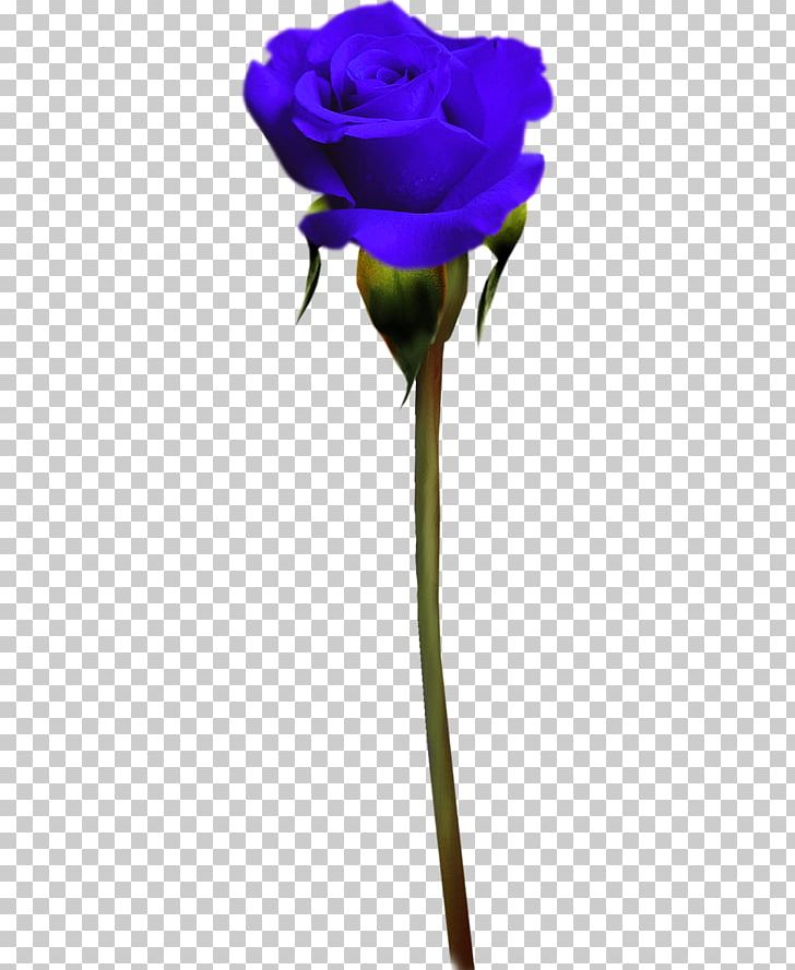 Garden Roses Blue Rose Purple PNG, Clipart, Beauty, Blue, Blue Rose, Color, Flower Free PNG Download