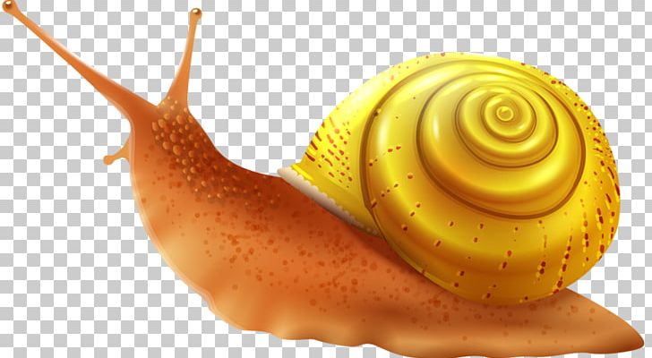 Sea Snail PNG, Clipart, Animals, Hand, Love, Love Background, Love Birds Free PNG Download