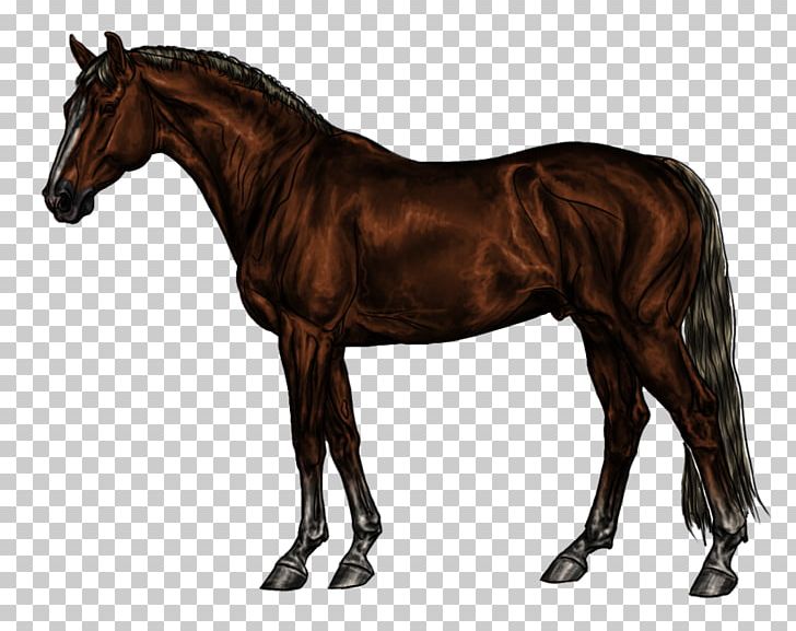 Thoroughbred WinStar Farm Standing Horse Stallion Kentucky Horse Park PNG, Clipart, Animals, Bay, Black, Blessed Feat Reconcile, Bridle Free PNG Download