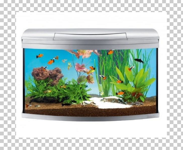 My Aquarium Tetra Siamese Fighting Fish PNG, Clipart, Animals, Aquarium, Aquarium Decor, Aquarium Filters, Aquarium Fish Feed Free PNG Download