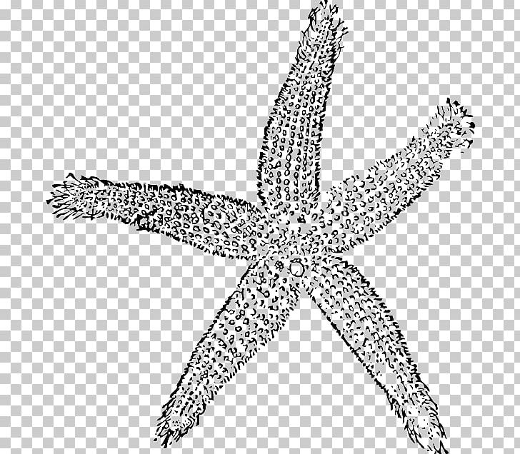 The Star Thrower PNG, Clipart, Beach, Black And White, Body Jewelry, Common Starfish, Echinoderm Free PNG Download