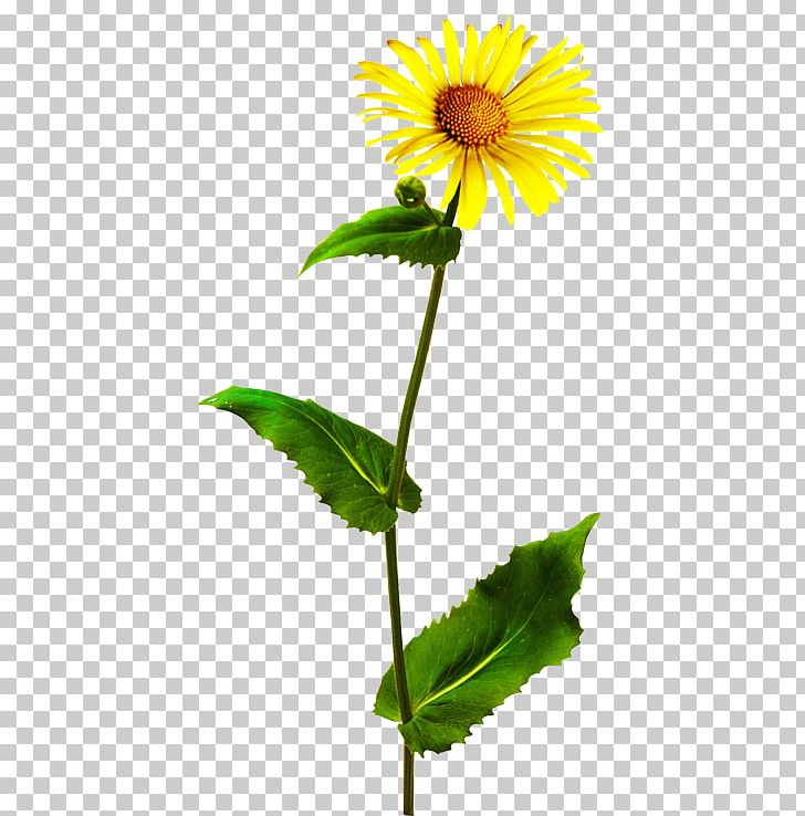 Yellow Flower Orange Plant Stem PNG, Clipart, Anthology, Author, Cicekler, Cicek Resimleri, Coneflower Free PNG Download