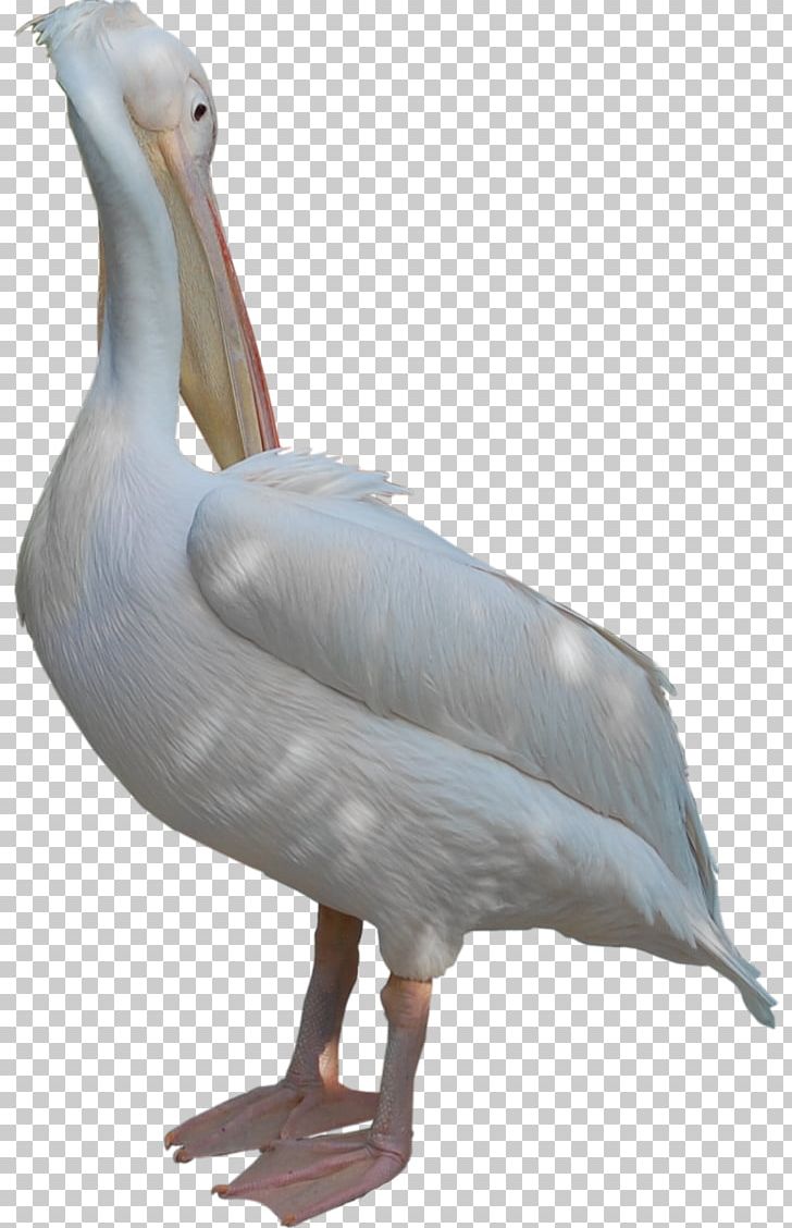 Goose Duck Pelican Beak Feather PNG, Clipart, Animal, Animals, Beak, Bird, Duck Free PNG Download