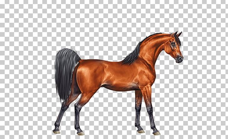Arabian Horse Mane Stallion Foal Mare PNG, Clipart, Akhalteke, Animal Figure, Appaloosa, Arabian, Arabian Horse Free PNG Download