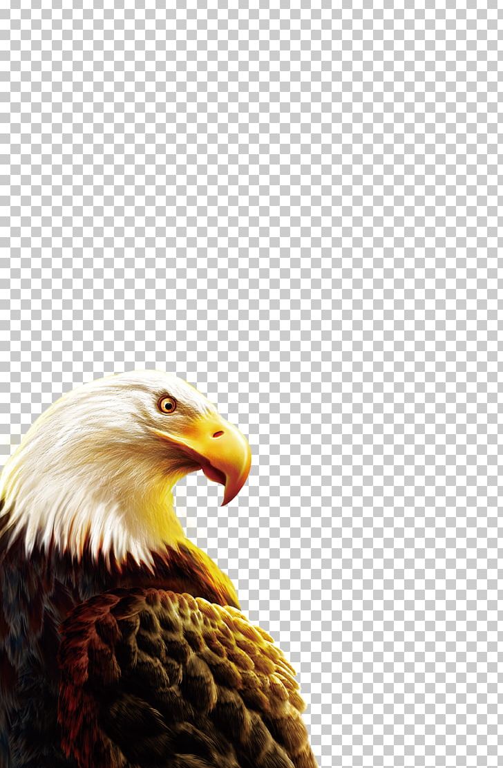 Eagle PNG, Clipart, Accipitriformes, Android, Animal, Animals, Animation Free PNG Download