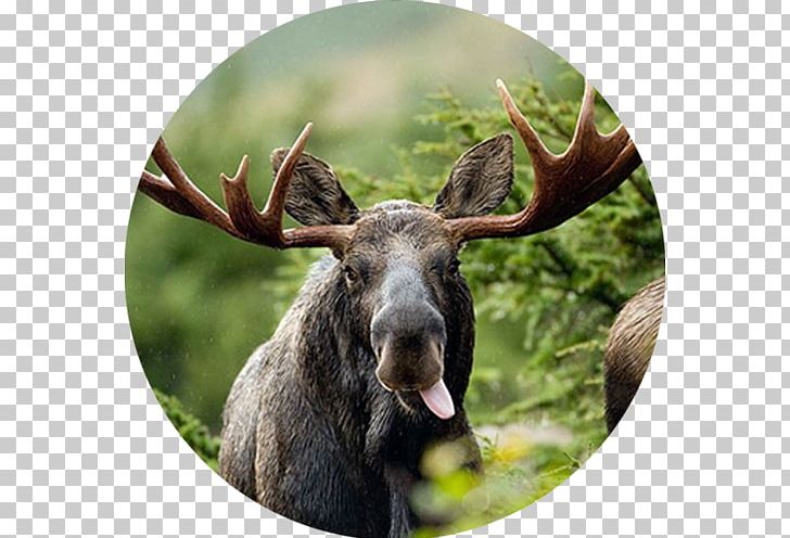 Moose Zazzle Elk Gift Bear PNG, Clipart, Animal, Antler, Bear, Birthday, Bullwinkle J Moose Free PNG Download