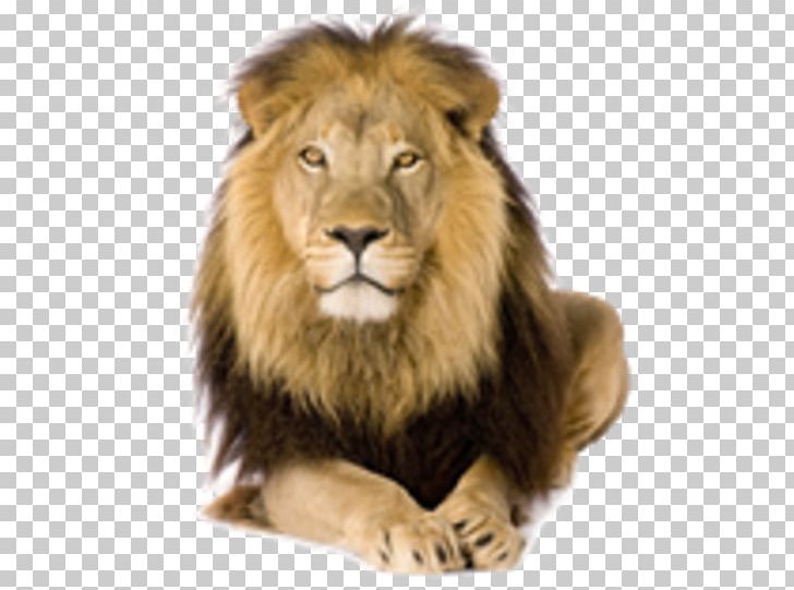 White Lion Felidae Stock Photography PNG, Clipart, Animals, Big Cat, Big Cats, Carnivoran, Cat Like Mammal Free PNG Download