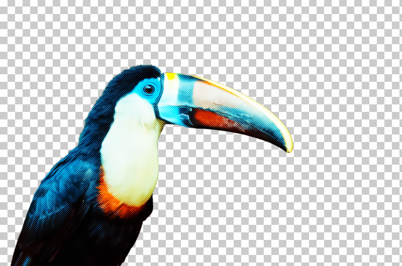 Bird Toucan Beak Piciformes Hornbill PNG, Clipart, Beak, Bird, Hornbill, Piciformes, Toucan Free PNG Download