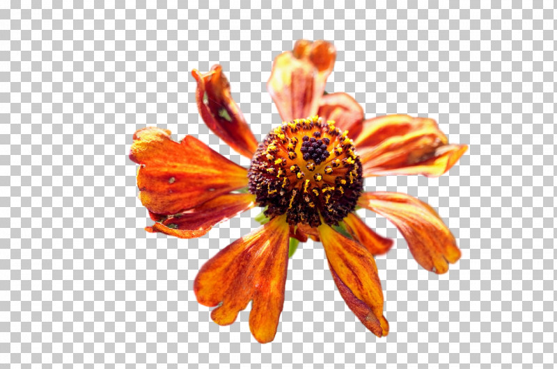 Flower Cut Flowers Daisy Family Petal 0jc PNG, Clipart, Biology, Closeup, Common Daisy, Cut Flowers, Daisy Family Free PNG Download
