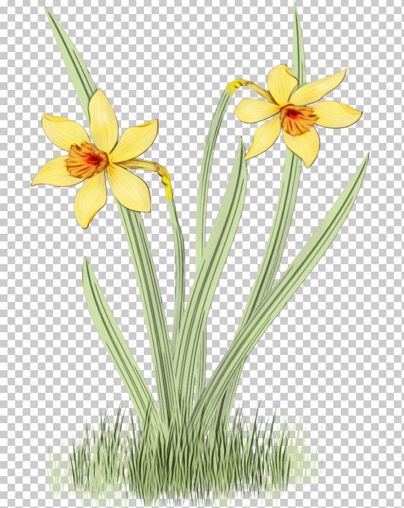 Flower Plant Yellow Narcissus Petal PNG, Clipart, Amaryllis Family, Flower, Narcissus, Paint, Pedicel Free PNG Download