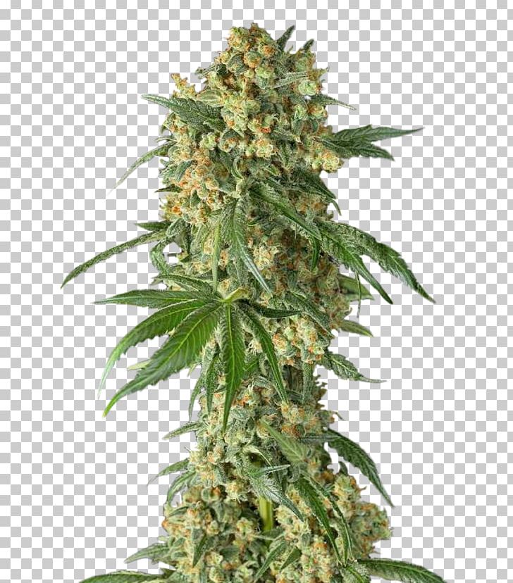 Cannabis Cup Skunk Seed Shark PNG, Clipart, Afghan Afghani, Award, Cannabis, Cannabis Cup, Fem Free PNG Download