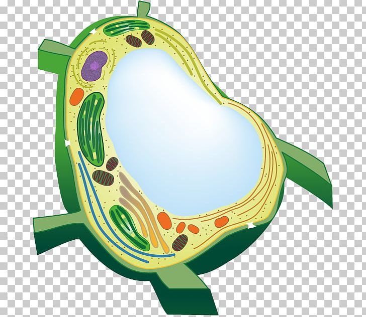 Flowering Plant Vacuole Plant Cell Organelle PNG, Clipart, Cell, Cell Organelle, Cellular Compartment, Cilium, Cytoplasm Free PNG Download