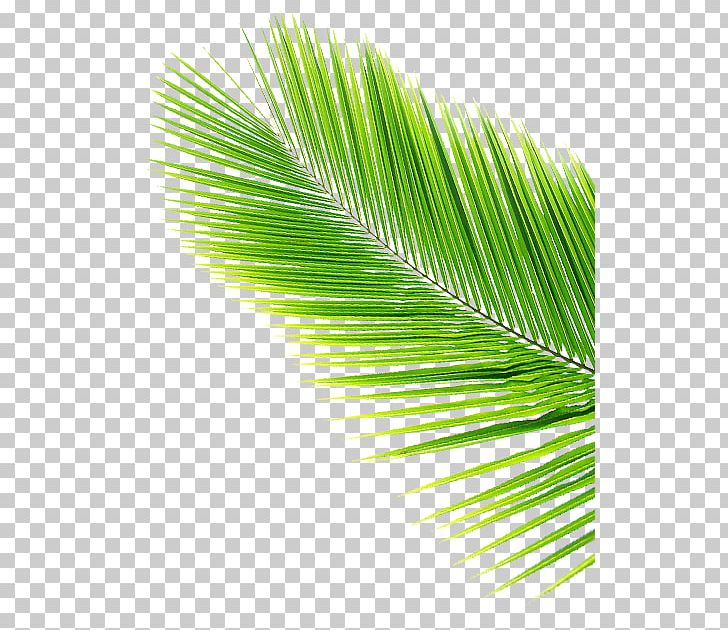 Asian Palmyra Palm Leaf Coconut Arecaceae PNG, Clipart, Arecaceae, Arecales, Asian Palmyra Palm, Borassus, Borassus Flabellifer Free PNG Download
