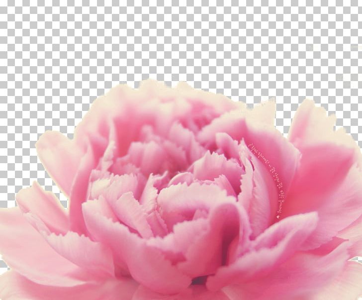 Centifolia Roses Petal Carnation Close-up Peony PNG, Clipart, Centifolia Roses, Closeup, Flower, Flowering Plant, Food Drinks Free PNG Download