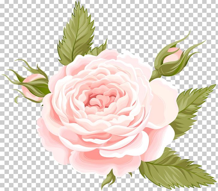 Garden Roses Centifolia Roses PNG, Clipart, Beach Rose, Centifolia Roses, Clipart, Cut Flowers, Design Free PNG Download