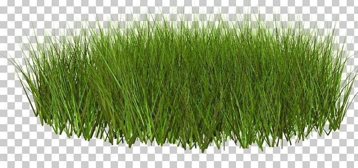 Others Grass Sticker PNG, Clipart, Chrysopogon Zizanioides, Clipping Path, Commodity, Desktop Wallpaper, Download Free PNG Download