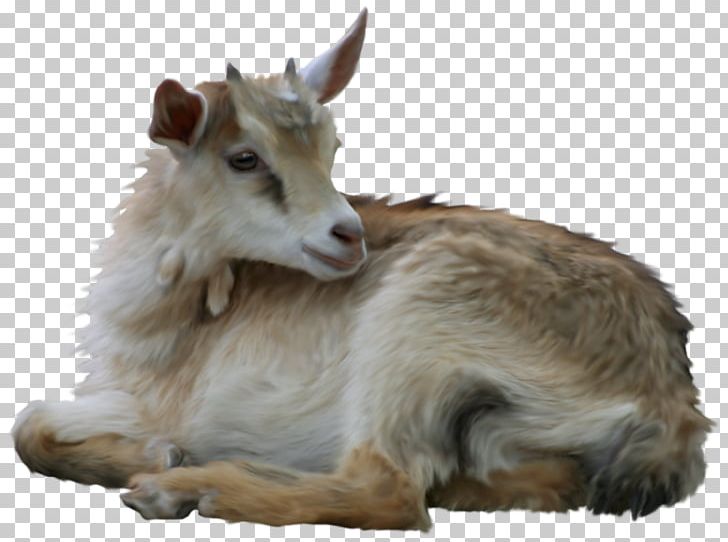 Goat Sheep PNG, Clipart, Animal, Animals, Buc, Cartoon Goat, Cattle Like Mammal Free PNG Download
