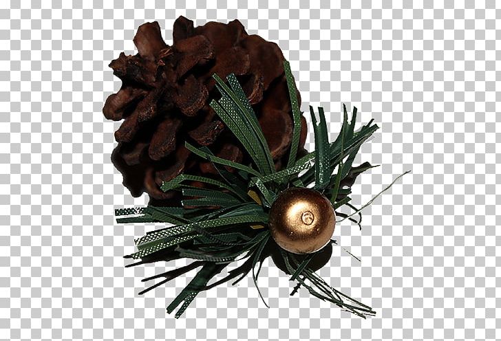 Pine Nut Conifer Cone PNG, Clipart, Auglis, Brown, Brown Background, Christmas, Christmas Ornament Free PNG Download