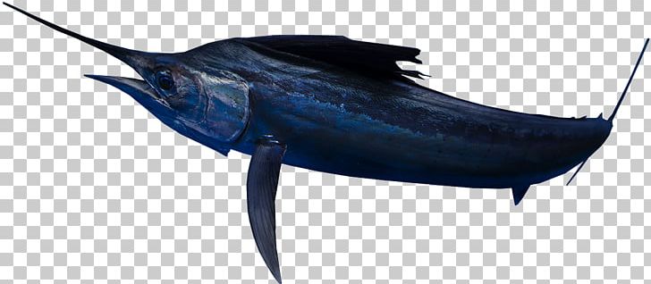 Swordfish True Tunas Marlin Marine Biology Dolphin PNG, Clipart, Billfish, Biology, Bony Fish, Dolphin, Fauna Free PNG Download