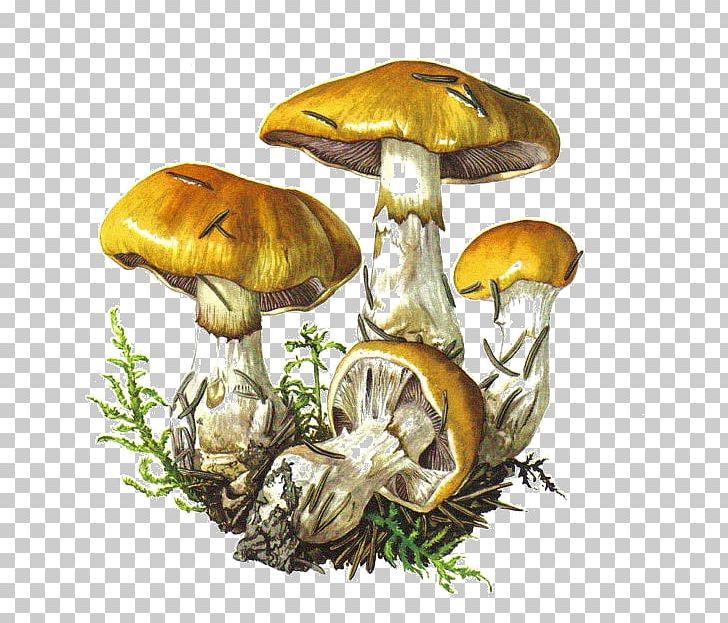 Botanical Illustration Edible Mushroom Botany Drawing PNG, Clipart, Art, Botanical Illustration, Botany, Cortinarius, Drawing Free PNG Download
