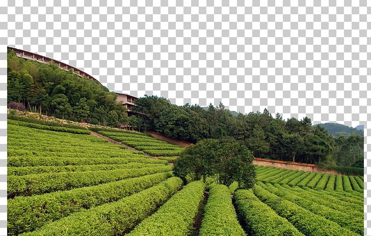 Tea Garden PNG, Clipart, Adobe Illustrator, Agriculture, Background Green, Crop, Designer Free PNG Download
