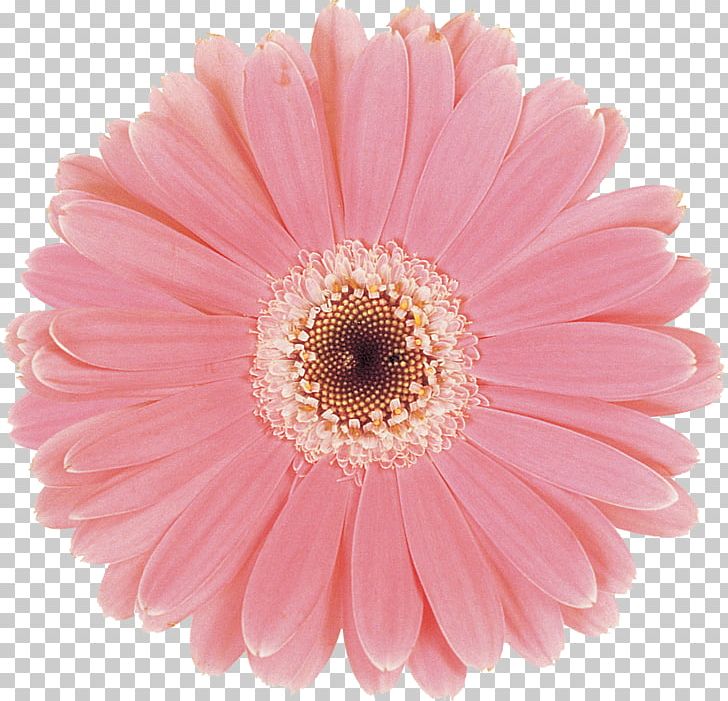 Transvaal Daisy Flower Photography Editing PNG, Clipart, Aster, Asterales, Blue, Chrysanths, Collage Free PNG Download