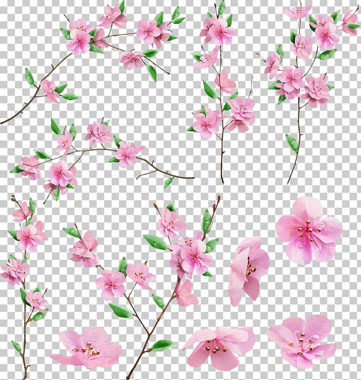 Cherry Blossom East Asian Cherry Cerasus PNG, Clipart, Blo, Branch, Cherry, Cut Flowers, Flora Free PNG Download