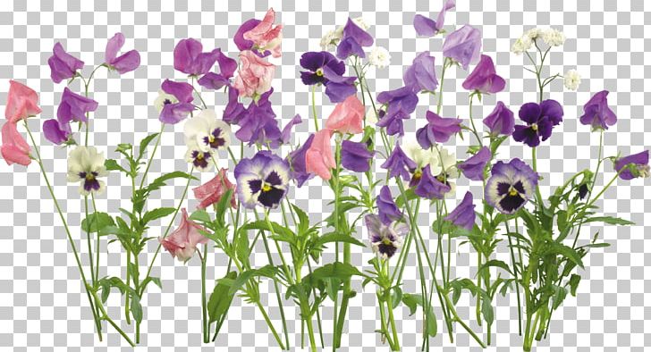 Flower Plant PNG, Clipart, Adobe Premiere Pro, Computer Software, Cut Flowers, Flora, Floral Design Free PNG Download