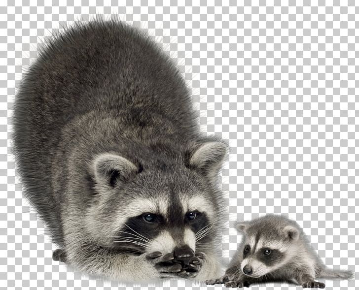 Raccoon Infant Mother Coyote Stock Photography PNG, Clipart, Animals, Carnivoran, Computer Icons, Coyote, Encapsulated Postscript Free PNG Download