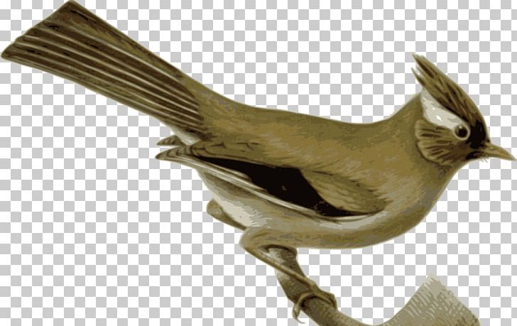 White-collared Yuhina Bird PNG, Clipart, Animals, Art, Beak, Bird, Chickadee Free PNG Download