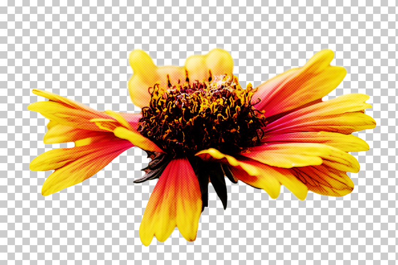 Blanket Flowers Sunflower Seed Chrysanthemum Pollen Petal PNG, Clipart, Blanket Flowers, Chrysanthemum, Closeup, Common Sunflower, Flower Free PNG Download