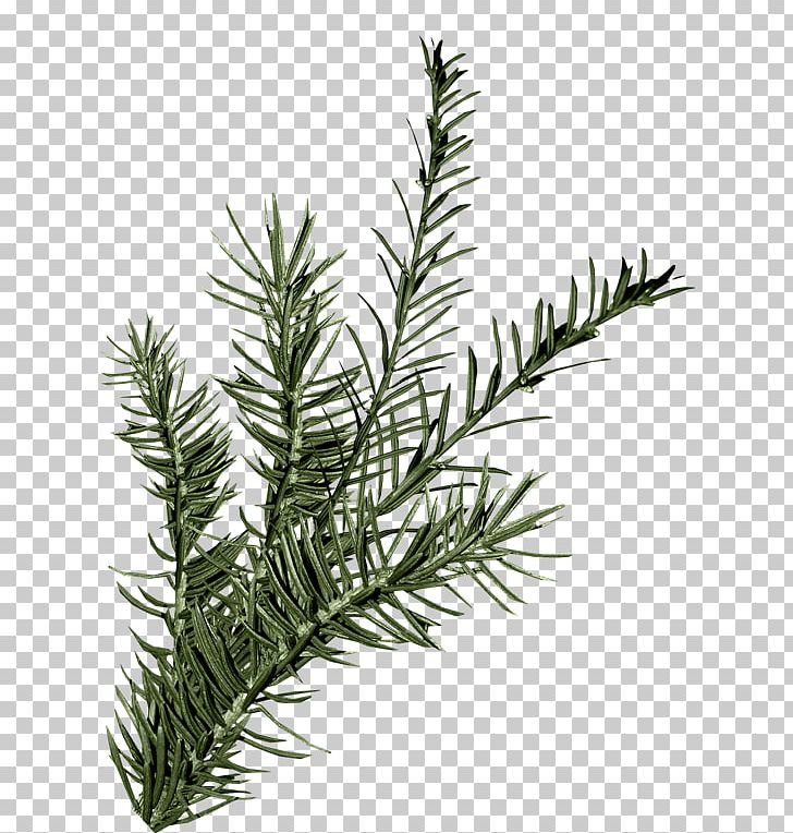 Leaf Spruce Green PNG, Clipart, Branch, Conifer, Evergreen, Fir, Foliage Free PNG Download