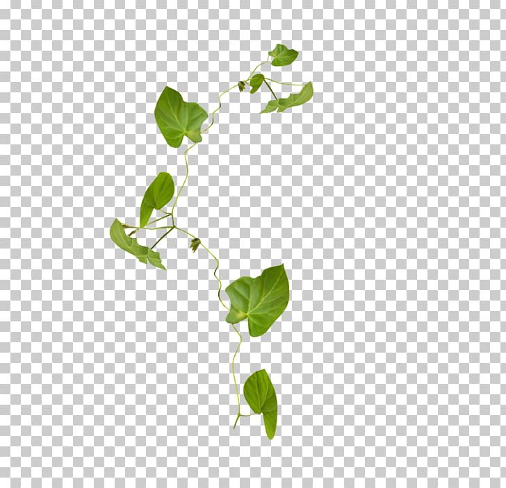 Twig Leaf Branch Plant Stem PNG, Clipart, Branch, Flora, Flower, Grade, Green Free PNG Download