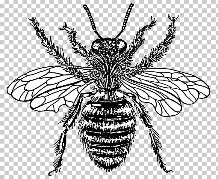 Western Honey Bee Drawing PNG, Clipart, Arthropod, Bee, Beehive, Black And White, Fictional Character Free PNG Download