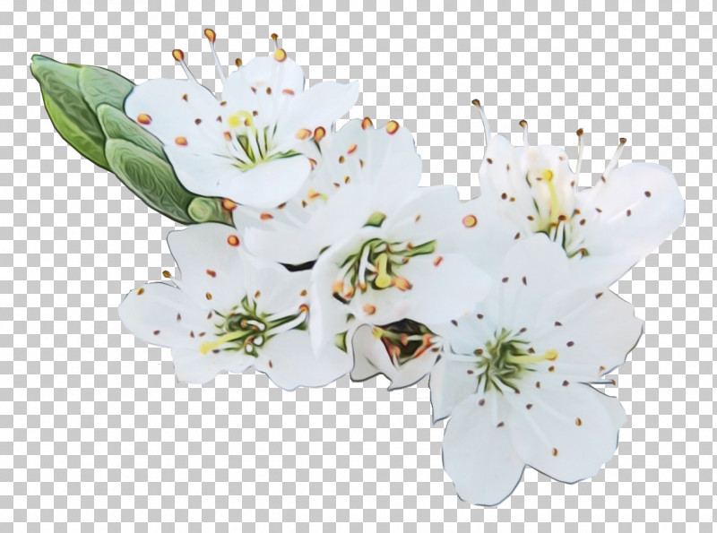 Cherry Blossom PNG, Clipart, Branch Brook Park, Cerasus, Cherry, Cherry Blossom, Drawing Free PNG Download