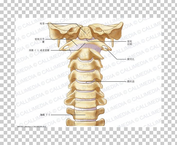 Cervical Vertebrae Vertebral Column Atlas Anatomy Ligament PNG, Clipart, Anatomy, Atlantooccipital Joint, Atlas, Axis, Bone Free PNG Download