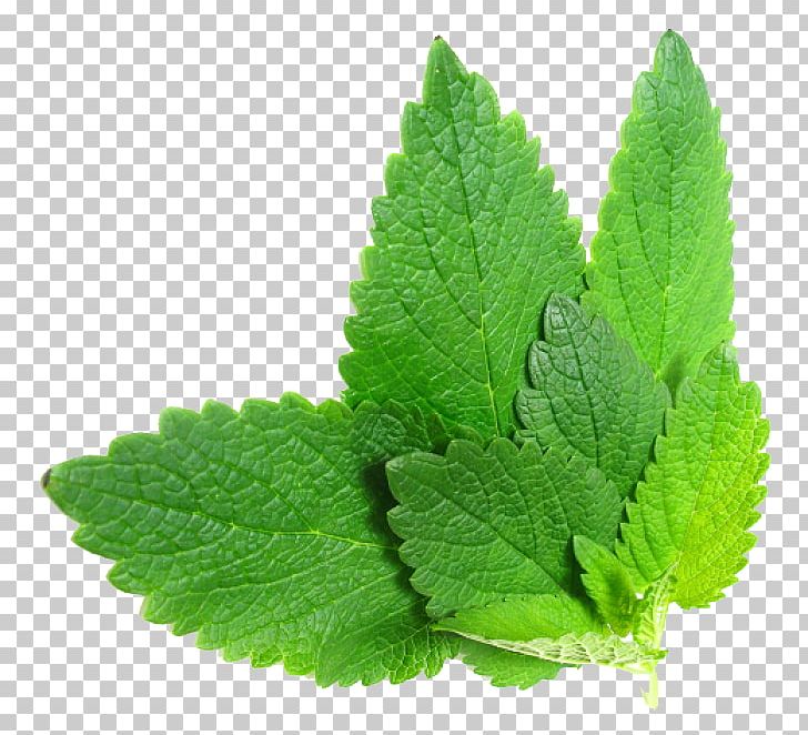 Herbalism Mint Food PNG, Clipart, Borage, Cure, Disease, Essential Oil, Flavor Free PNG Download