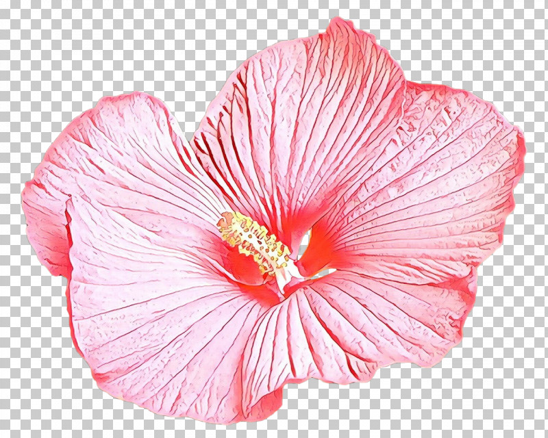 Petal Hibiscus Flower Pink Hawaiian Hibiscus PNG, Clipart, Chinese Hibiscus, Flower, Hawaiian Hibiscus, Hibiscus, Petal Free PNG Download