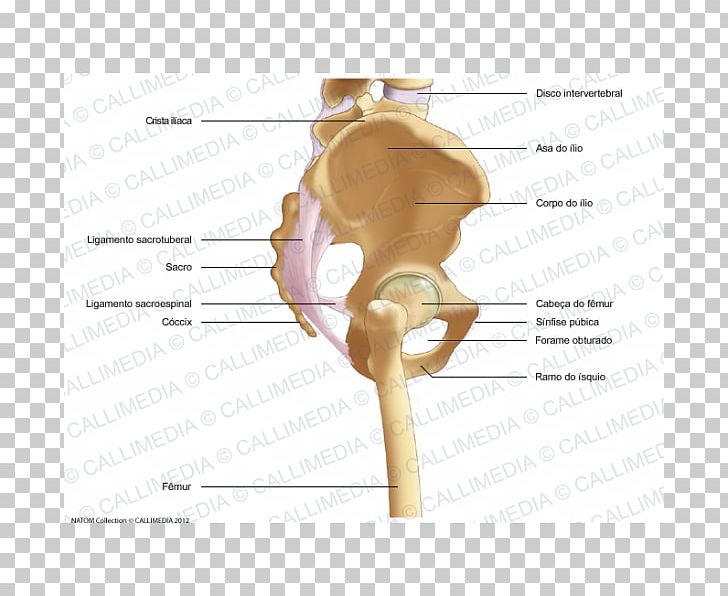 Bone Pelvis Human Skeleton Appendicular Skeleton PNG, Clipart, Abdomen, Anatomy, Angle, Appendicular Skeleton, Axial Skeleton Free PNG Download