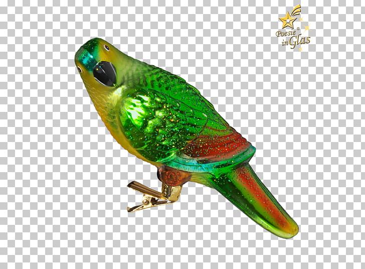 Macaw Parakeet Feather Pet Beak PNG, Clipart, 15 Cm, Beak, Bird, Clip, Common Pet Parakeet Free PNG Download
