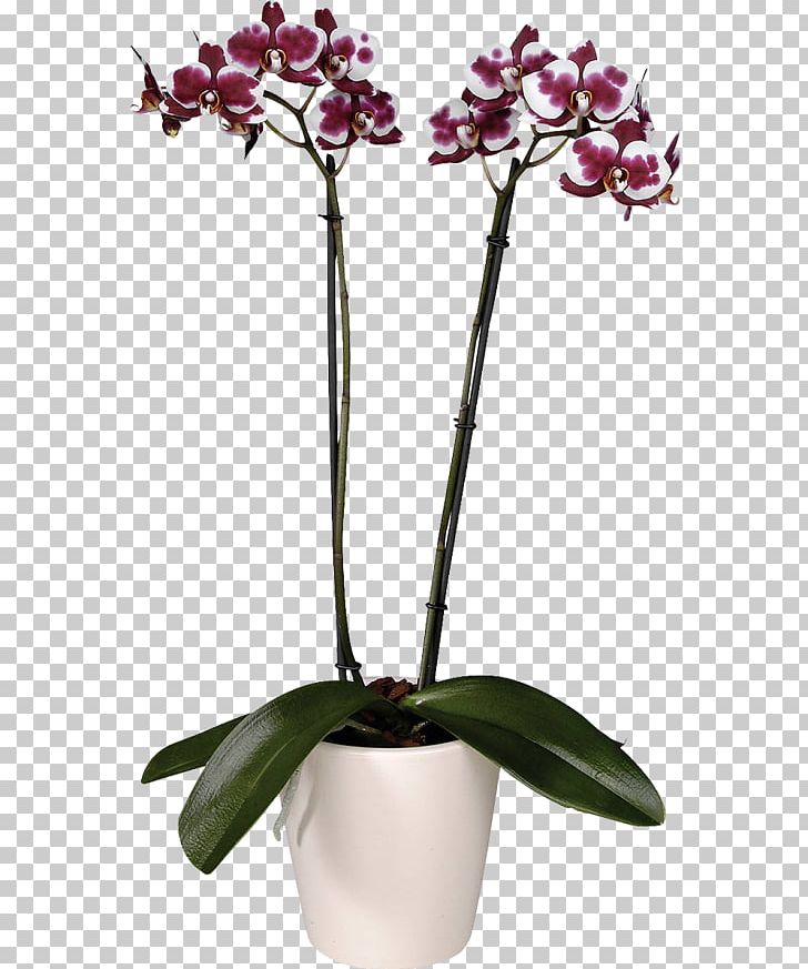 Moth Orchids Flower Garden Roses Cultivar PNG, Clipart, Artikel, Blossom, Cut Flowers, Flora, Flower Free PNG Download