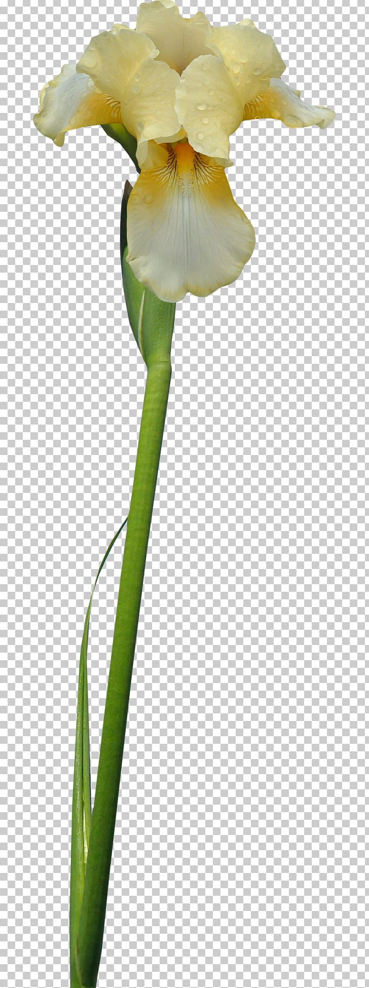 Irises Cut Flowers PNG, Clipart, Bud, Cari, Cattleya, Common Poppy, Cut Flowers Free PNG Download