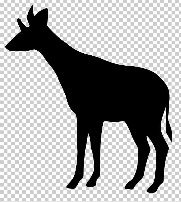 Okapi Pliocene Giraffe Mitilanotherium Ossicone PNG, Clipart, Animals, Antler, Black, Black And White, Cattle Like Mammal Free PNG Download