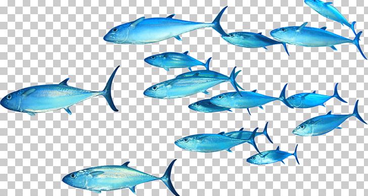 Thunnus Fish PNG, Clipart, Animals, Aqua, Bony Fish, Clip Art, Fauna Free PNG Download