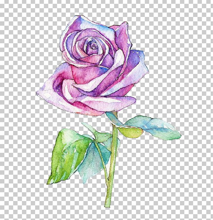 Watercolor Painting Garden Roses Centifolia Roses Illustration PNG, Clipart, Autumn, Cartoon, Cut Flowers, Decora, Flower Free PNG Download