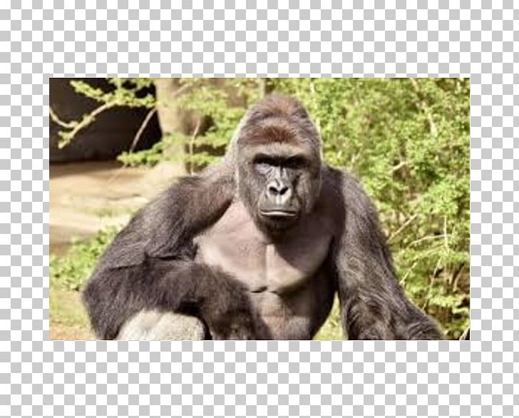 Cincinnati Zoo And Botanical Garden Killing Of Harambe Western Lowland Gorilla PNG, Clipart, Abd, Animal, Ape, Child, Cincinnati Free PNG Download