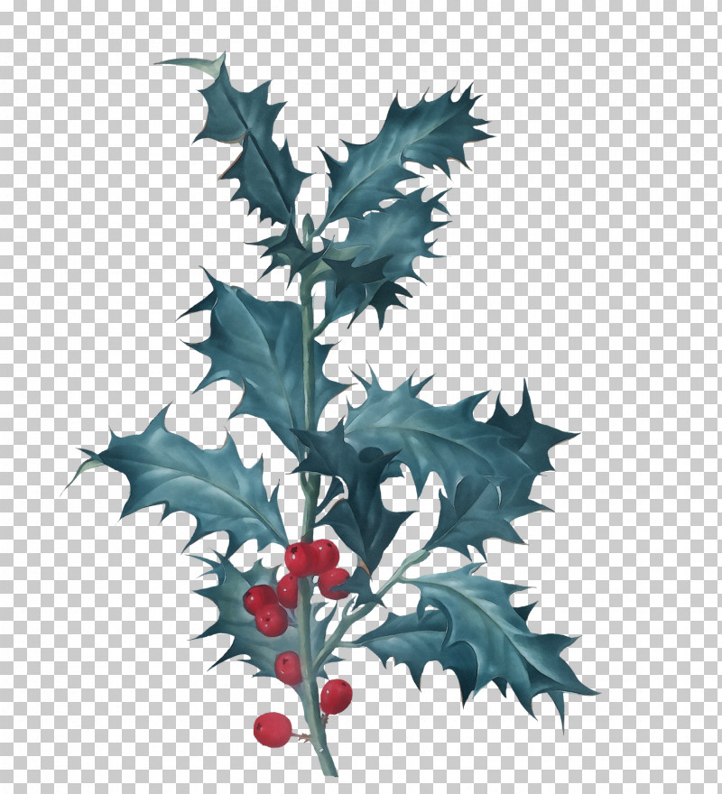 Christmas Day PNG, Clipart, American Holly, Aquifoliales, Branch, Christmas Day, Common Holly Free PNG Download