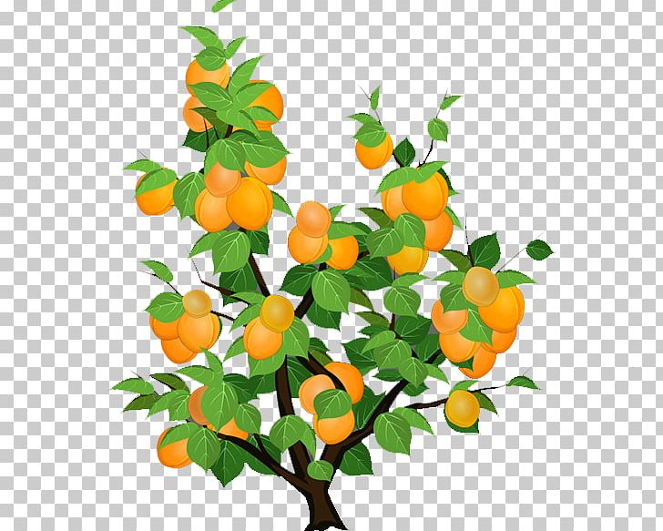 apricot tree clip art